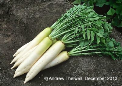 Daikon 